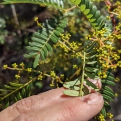 Acacia terminalis at Currawang, NSW - 2 Apr 2021