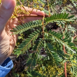 Acacia terminalis at Currawang, NSW - 2 Apr 2021