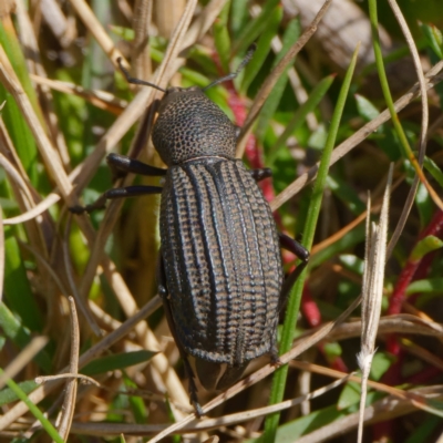 Amycterus miraculus (Terrestrial weevil) at Bimberi Nature Reserve - 31 Mar 2021 by DPRees125