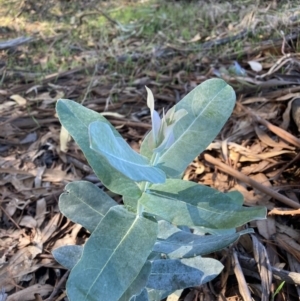 Eucalyptus globulus subsp. bicostata at Watson, ACT - 1 Apr 2021 01:58 PM