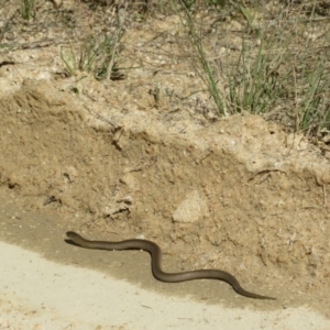 Delma inornata at Tennent, ACT - 2 Apr 2021