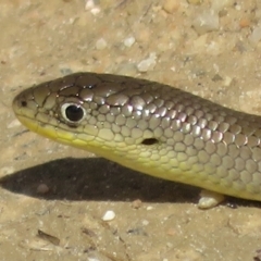 Delma inornata at Tennent, ACT - 2 Apr 2021