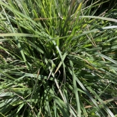 Nassella neesiana (Chilean Needlegrass) at The Fair, Watson - 1 Apr 2021 by waltraud