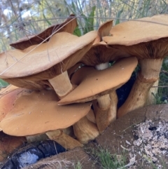 Agrocybe sp. at Watson, ACT - 1 Apr 2021 by waltraud