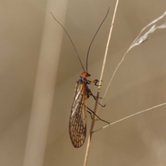 Chorista australis (Autumn scorpion fly) at Uriarra, NSW - 31 Mar 2021 by DPRees125