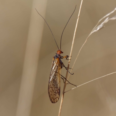 Chorista australis (Autumn scorpion fly) at Bimberi Nature Reserve - 30 Mar 2021 by DPRees125