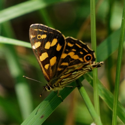 Oreixenica kershawi (Striped Xenica) at Kosciuszko National Park, NSW - 27 Jan 2017 by DPRees125