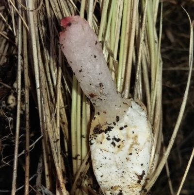 Unidentified Clubs/stalks on wood or on leaf/twig litter at Krawarree, NSW - 7 Feb 2021 by DebK