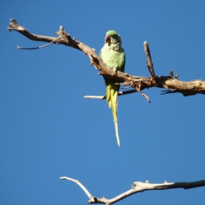 Psittacula eupatria (Alexandrine Parakeet) at Nicholls, ACT - 1 Apr 2021 by bigears