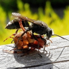 Pison sp. (genus) (Black mud-dauber wasp) at Crooked Corner, NSW - 1 Apr 2021 by Milly