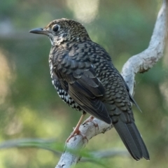 Zoothera lunulata (Bassian Thrush) at Acton, ACT - 1 Apr 2021 by patrickcox