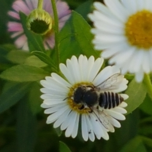 Pseudoanthidium (Immanthidium) repetitum at Holt, ACT - 2 Apr 2021