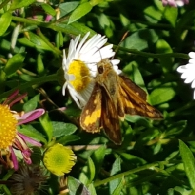 Ocybadistes walkeri (Green Grass-dart) at Holt, ACT - 2 Apr 2021 by tpreston