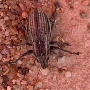 Naupactus leucoloma at Murrumbateman, NSW - 2 Apr 2021 02:31 PM