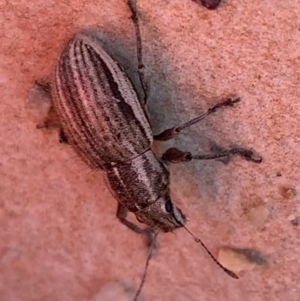 Naupactus leucoloma at Murrumbateman, NSW - 2 Apr 2021