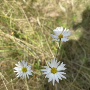 Brachyscome sp. at Tennent, ACT - 2 Apr 2021