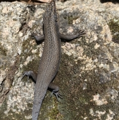 Egernia saxatilis (Black Rock Skink) at Cotter River, ACT - 2 Apr 2021 by KL