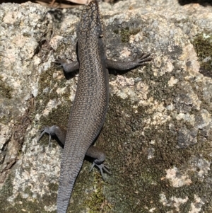 Egernia saxatilis at Cotter River, ACT - 2 Apr 2021 02:39 PM