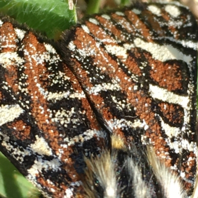 Apina callisto (Pasture Day Moth) at Googong Foreshore - 2 Apr 2021 by YellowButton