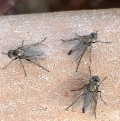 Diaphorinae (subfamily) at Murrumbateman, NSW - 26 Mar 2021