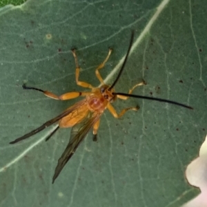 Theronia sp. (genus) at Murrumbateman, NSW - 26 Mar 2021