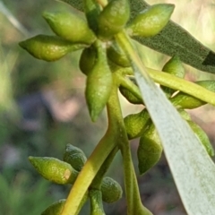 Eucalyptus bridgesiana (Apple Box) at Belconnen, ACT - 1 Apr 2021 by drakes