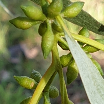 Eucalyptus bridgesiana (Apple Box) at Belconnen, ACT - 1 Apr 2021 by drakes