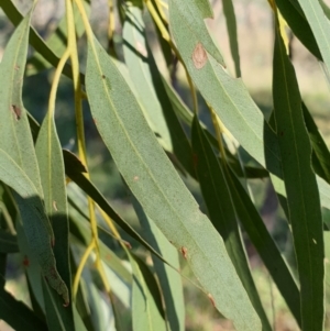 Eucalyptus bridgesiana at Mount Painter - 2 Apr 2021 10:19 AM