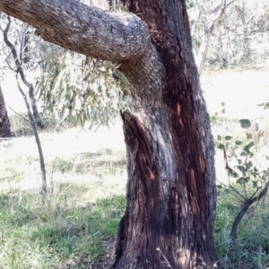 Eucalyptus bridgesiana at Mount Painter - 2 Apr 2021 10:19 AM