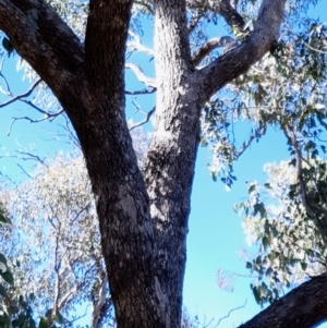 Eucalyptus bridgesiana at Mount Painter - 2 Apr 2021 10:19 AM