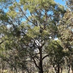 Eucalyptus bridgesiana at Mount Painter - 2 Apr 2021 10:19 AM