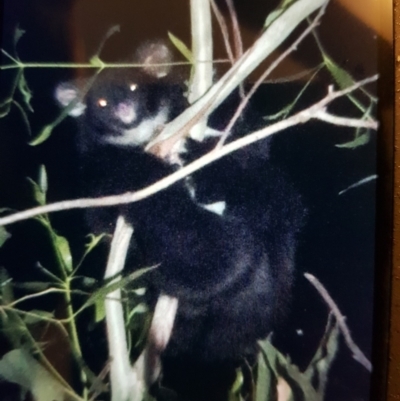 Petauroides volans (Greater Glider) at Lower Cotter Catchment - 2 Apr 2021 by danswell