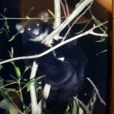 Petauroides volans (Greater Glider) at suppressed - 2 Apr 2021 by danswell