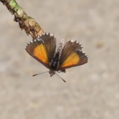 Lucia limbaria (Chequered Copper) at Bonython, ACT - 2 Apr 2021 by RodDeb