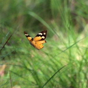 Heteronympha merope at Bonython, ACT - 2 Apr 2021 01:13 PM