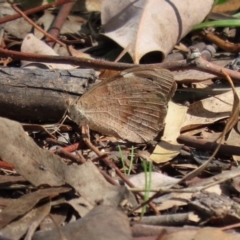 Heteronympha merope at Bonython, ACT - 2 Apr 2021