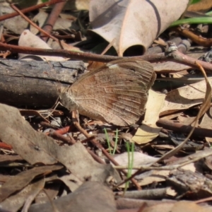 Heteronympha merope at Bonython, ACT - 2 Apr 2021 01:13 PM