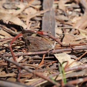 Heteronympha merope at Bonython, ACT - 2 Apr 2021 01:13 PM