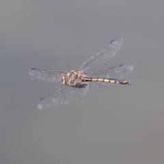 Hemicordulia tau (Tau Emerald) at Bonython, ACT - 2 Apr 2021 by RodDeb