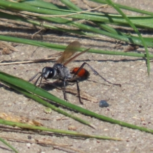 Podalonia tydei at Bonython, ACT - 2 Apr 2021 12:21 PM