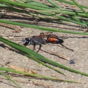 Podalonia tydei at Bonython, ACT - 2 Apr 2021 12:21 PM