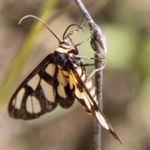 Amata (genus) at Chapman, ACT - 26 Mar 2021 12:25 PM