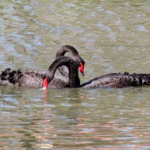 Cygnus atratus at Bonython, ACT - 2 Apr 2021