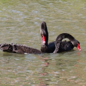 Cygnus atratus at Bonython, ACT - 2 Apr 2021