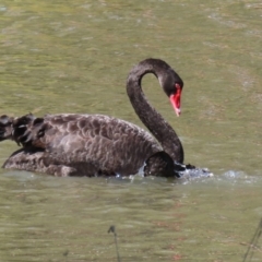 Cygnus atratus at Bonython, ACT - 2 Apr 2021