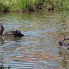 Cygnus atratus at Bonython, ACT - 2 Apr 2021