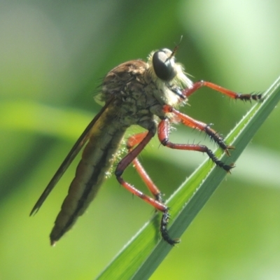 Colepia sp. (genus) (A robber fly) at Gordon, ACT - 22 Feb 2021 by michaelb