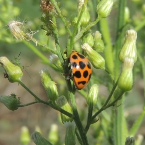 Harmonia conformis at Gordon, ACT - 22 Feb 2021 05:55 PM