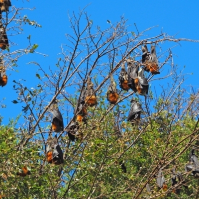 Pteropus poliocephalus (Grey-headed Flying-fox) at Yass, NSW - 3 Apr 2021 by wombey