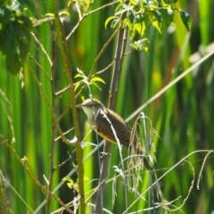 Acrocephalus australis (Australian Reed-Warbler) at Yass, NSW - 3 Apr 2021 by wombey